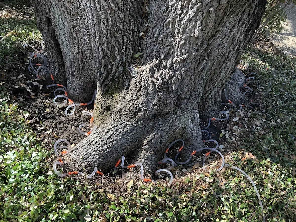 Detailed Tree Cabling and Bracing job site in Robins