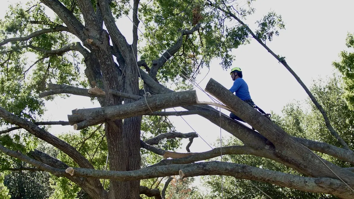 Professional Hazardous Tree Removal performed by certified arborists in Robins
