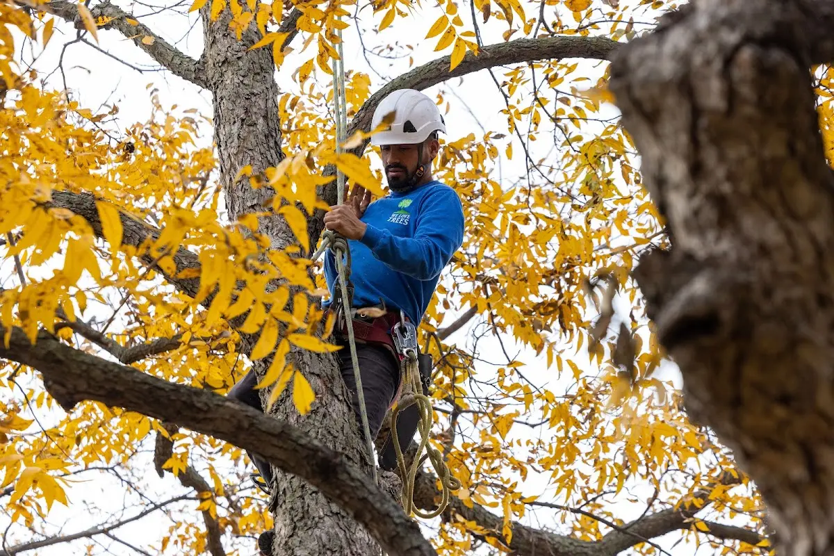 Skilled Emergency Tree Service crew working in Robins